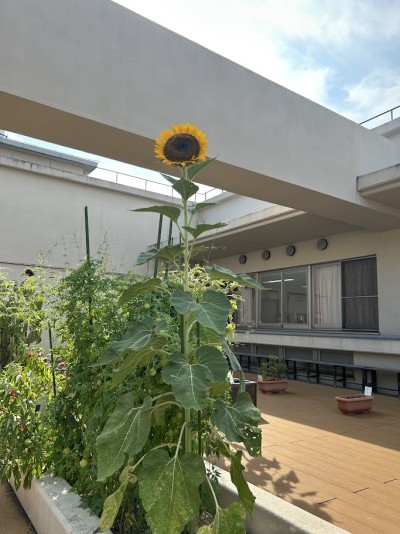 himawari